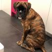 Orion, Boxer
