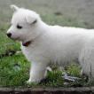 Okami