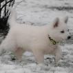 Okami