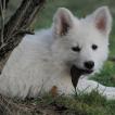 Okami