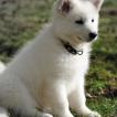 Okami