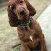 Darby, Setter Irlandés