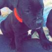 Orka, Staffordshire Bull Terrier
