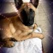 Oreo, Pastor Belga Malinois