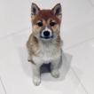 Yoshi, Shiba