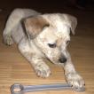 Dawn, Perro australiano del ganado