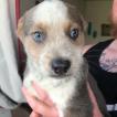 Dak, Perro australiano del ganado