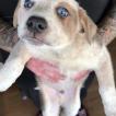Dallas, Perro australiano del ganado