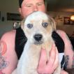 Dixie, Australischer Treibhund