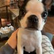 Prince, Boston Terrier