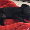 OYO, Labrador Retriever