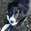 Oggy, Border Collie