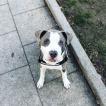 Ice Blue Cookie, American Staffordshire Terrier