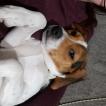 Jasper, Beagle