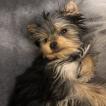 OkiSan, Yorkshire Terrier