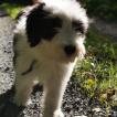 Max, Collie Barbudo