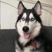 Asky, Siberian Husky