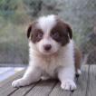 Nessie, Border Collie