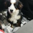 Minnie, Boyero De Berna