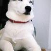 Toby, Siberian Husky