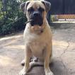 Bane, Bullmastiff