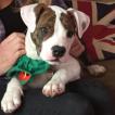 Poppy, Bulldog americano