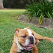 Hendrix Haylan, Bulldog