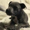 Fiasco, Staffordshire Bull Terrier