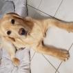 Osky, Labrador Retriever