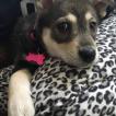 Nala, Otros perros