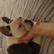 Kiara, Bulldog Francés
