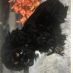 Gracie, Cocker Spaniel Americano