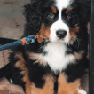 Leo, Boyero De Berna