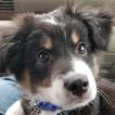 Wyatt, Australian Shepherd