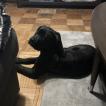 Shady Vincent McKinney, Cane Corso