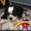 Moly, Cavalier King Charles Spaniel
