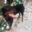 TYSON, Rottweiler