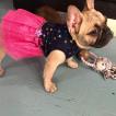 Willow Ivy, Bouledogue Français