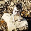 Odjam du trésor des Mines, American Staffordshire Terrier