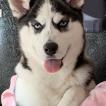 Zoey Deschanel Kravitz, Siberian Husky