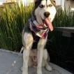 Odin, Husky Siberiano