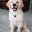 Fifie, Golden Retriever
