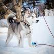 kynouk, Malamute De Alaska