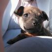 Pepsy, Staffordshire Bull Terrier