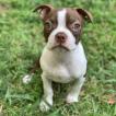 Maple, Boston Terrier