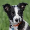 zebra, Border Collie