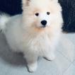 Ollie, Samoyedo