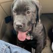 Penny Lane, Cane Corso