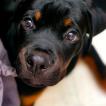 Kaos ‘Zeus’ von der Alten Festung, Rottweiler