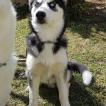 obscur, Husky Siberien